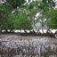 Mangrove (Ökosystem)