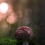 Muscaria