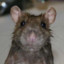 Handsome Rat