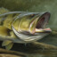 Largemouth Bass