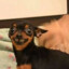 &lt;Ł.Đ&gt; Pinscher Do Forró