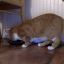 Klingler(Meow)