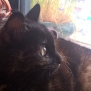 ꒰ฅ🝦ω🝦ฅ꒱乂🐣oO