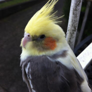 Cockatiel