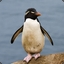 Racially Concerned Penguin