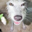 Avatar of Null