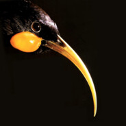 Huia_