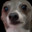 kermit the dog