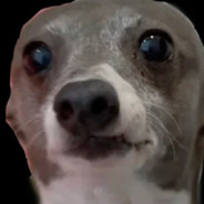 kermit the dog