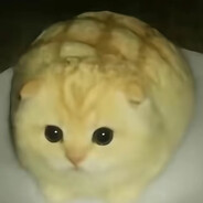 268070828