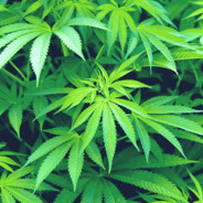 ᗽ  ᗽ ᗽ ᗽ ᗽ ᗽ ᗽ ᗽ