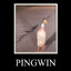 PINGWIN KURWA