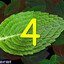 Mint Leaf