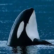 海洋里的大明星