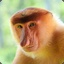 fugazi_monkey