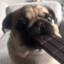 Pug