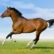 伯乐见了直说马