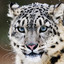 SnowLeopard