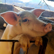 别动我十字架！