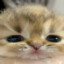 _folb