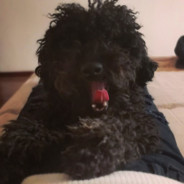 无情杀手丁豆豆