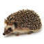 .case.gift0 hedgehog