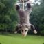 Awesome Possum