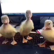 本人不在  晚上再打