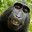 Autistic Monkey