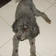 Pirocudo - steam id 76561197961920691