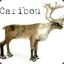 Caribou