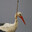 Storkur