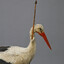 Storkur