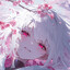 ✿𝙏𝙬𝙚𝙡𝙛𝙩𝙝