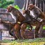 6 monkeys fucking