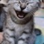 Laughing Cat