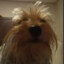 brenin