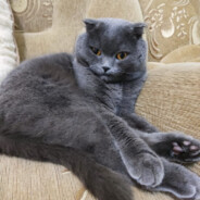 Вельмишановний