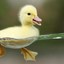 quack_piep
