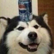 Bepis Boye