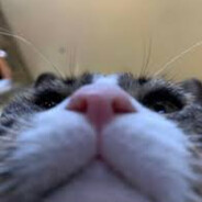 Montee - steam id 76561199051225395