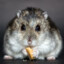 Hamster