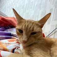 Генацвали Притон