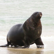 雷霆霹雳冰霜魔丸