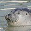Smug seal