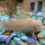 Albinoloach