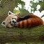 Red_Panda