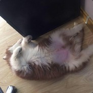 Bear_one