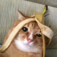 终是挽不住落樱