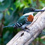 green kingfisher